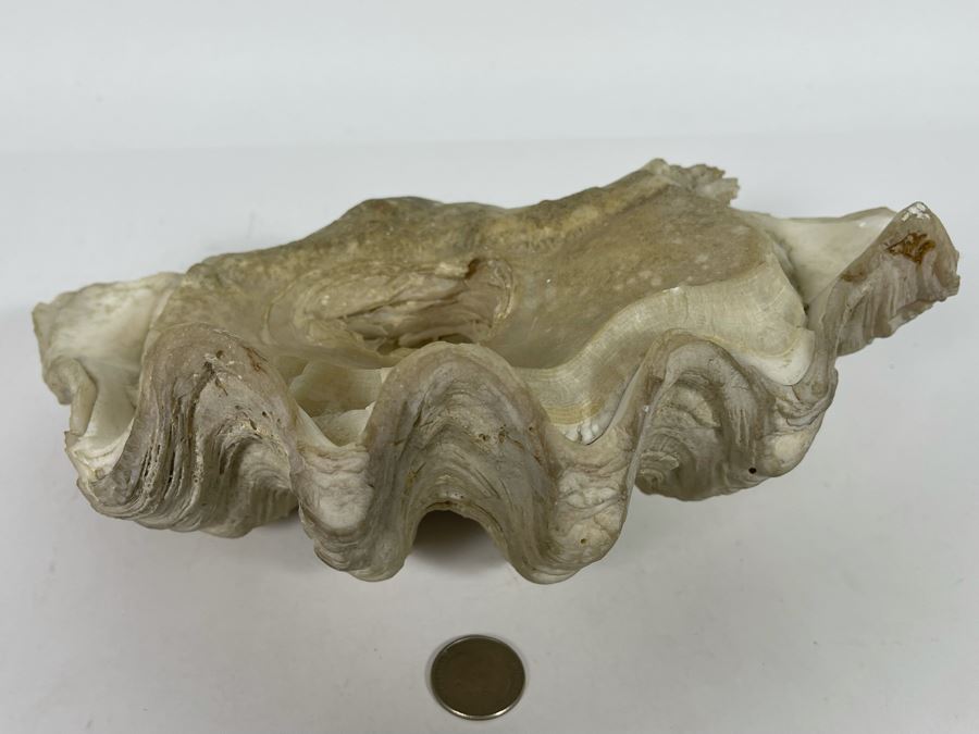 Large Fossilized Clam In Half Clam Shell 10W