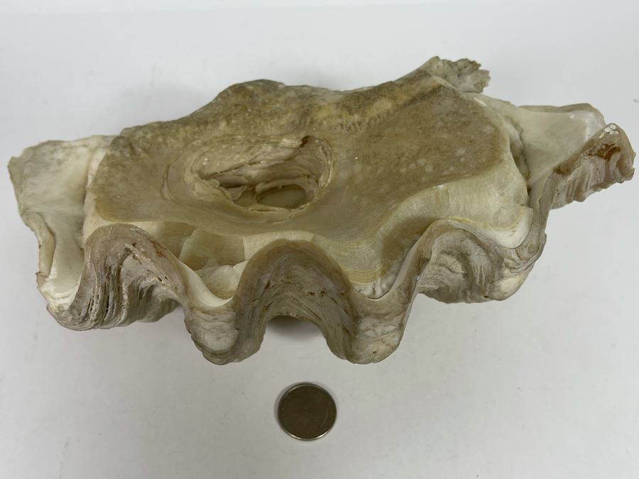 Large Fossilized Clam In Half Clam Shell 10W [Photo 8]