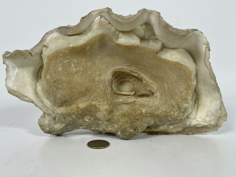 Large Fossilized Clam In Half Clam Shell 10W [Photo 4]