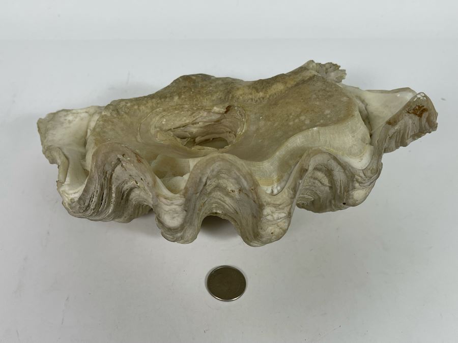 Large Fossilized Clam In Half Clam Shell 10W [Photo 5]
