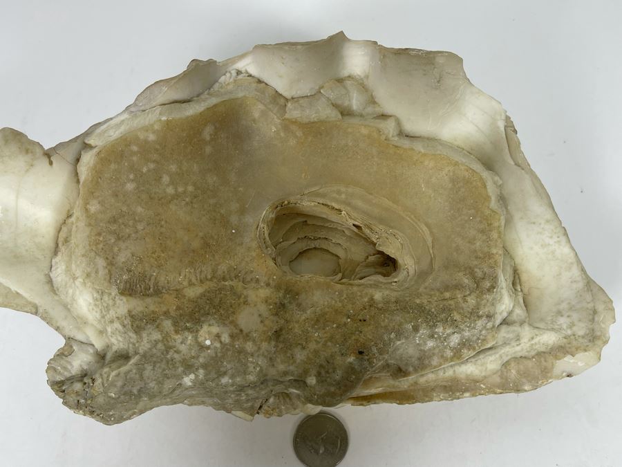 Large Fossilized Clam In Half Clam Shell 10W [Photo 12]