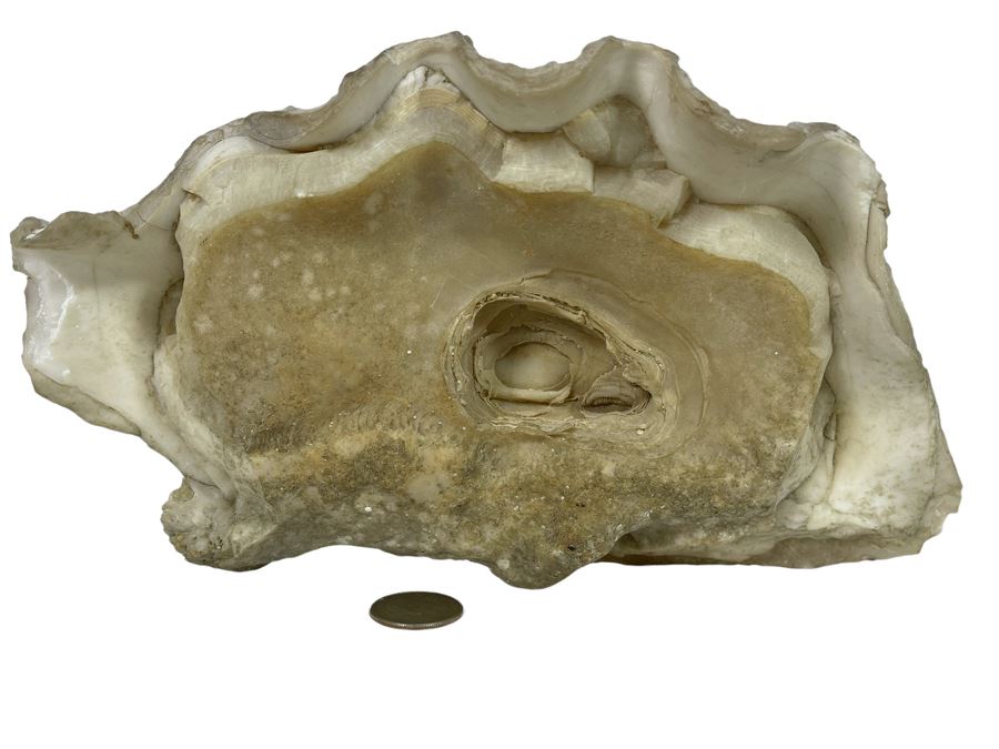 Large Fossilized Clam In Half Clam Shell 10W