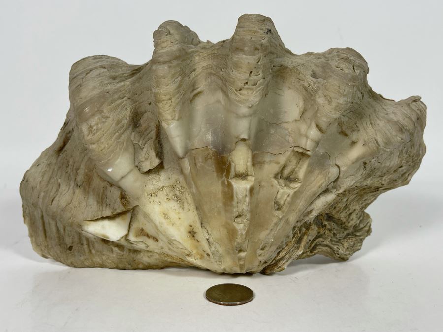 Large Fossilized Clam In Half Clam Shell 10W [Photo 2]