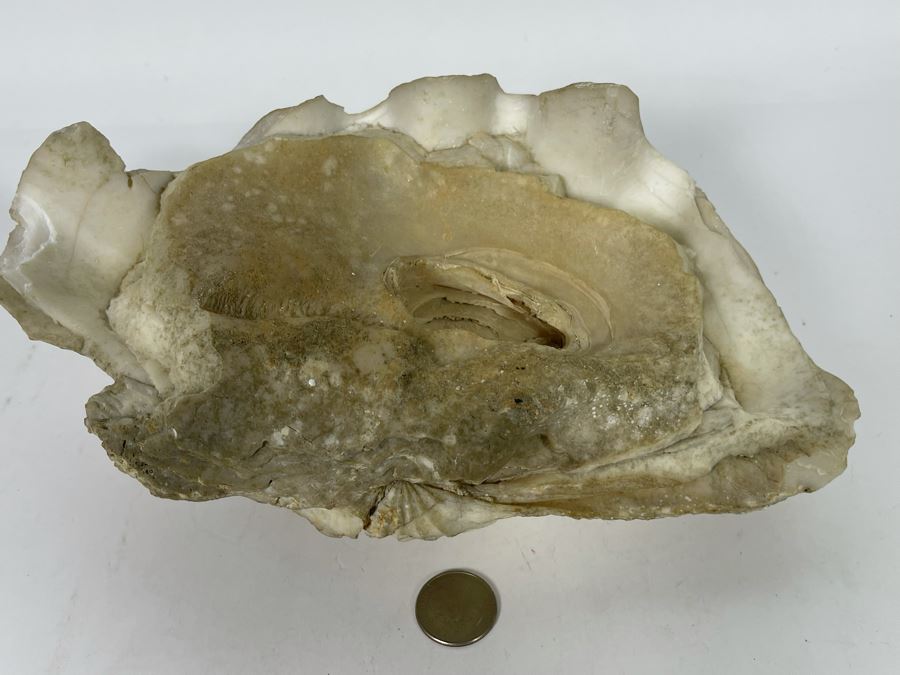 Large Fossilized Clam In Half Clam Shell 10W [Photo 11]