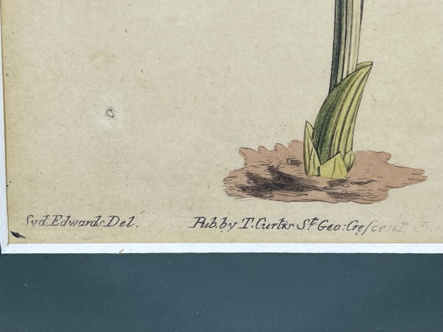 Antique Botanical Engravings By Curtis Framed 5W [Photo 6]