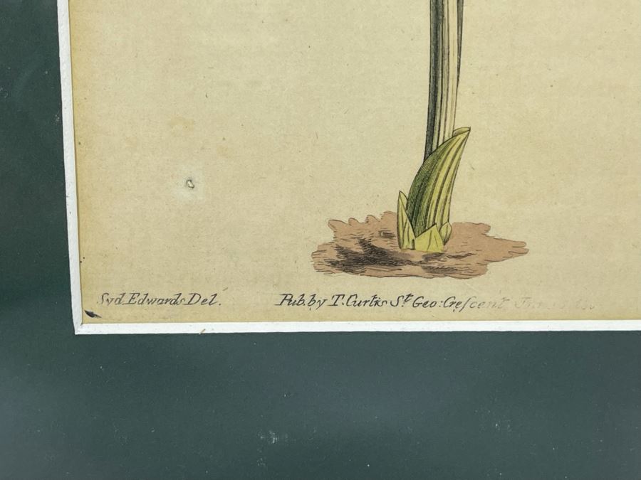 Antique Botanical Engravings By Curtis Framed 5W [Photo 5]