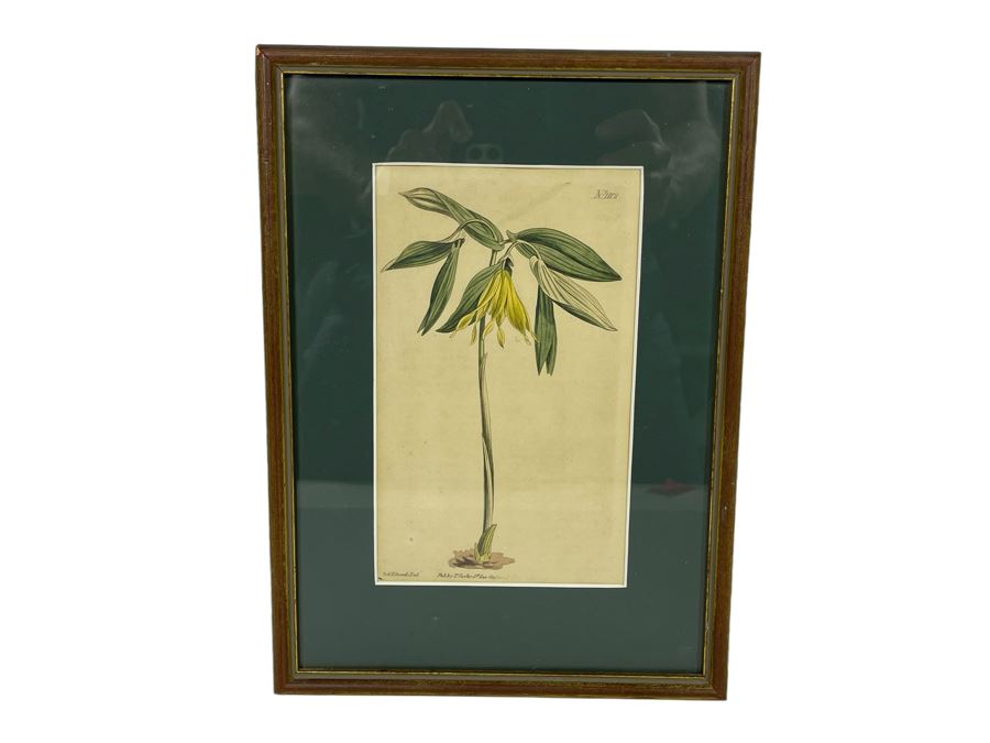 Antique Botanical Engravings By Curtis Framed 5W [Photo 2]