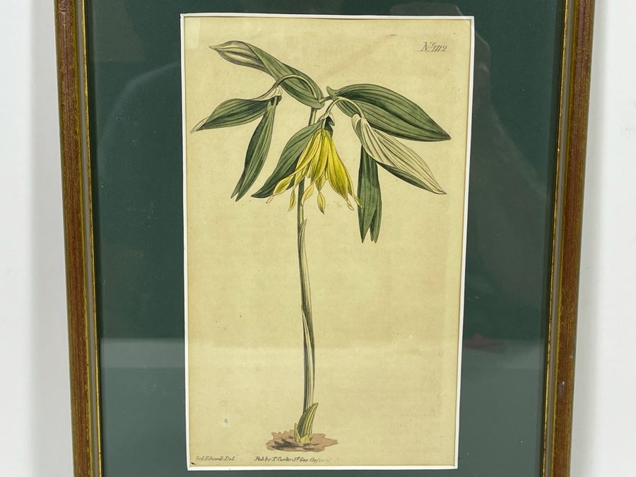 Antique Botanical Engravings By Curtis Framed 5W