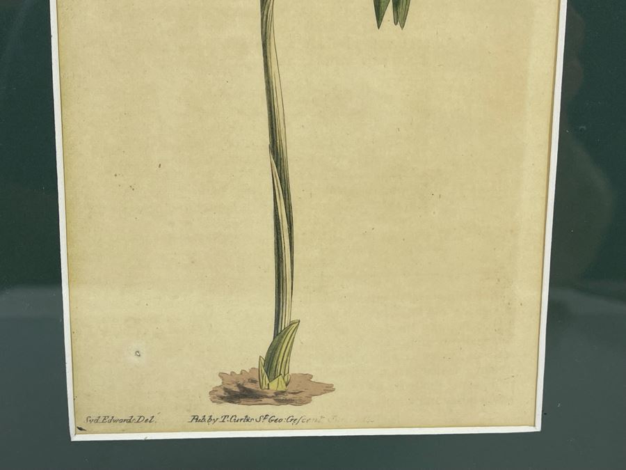 Antique Botanical Engravings By Curtis Framed 5W [Photo 4]