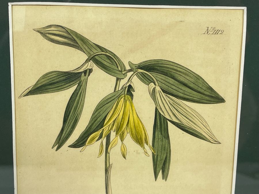 Antique Botanical Engravings By Curtis Framed 5W [Photo 3]