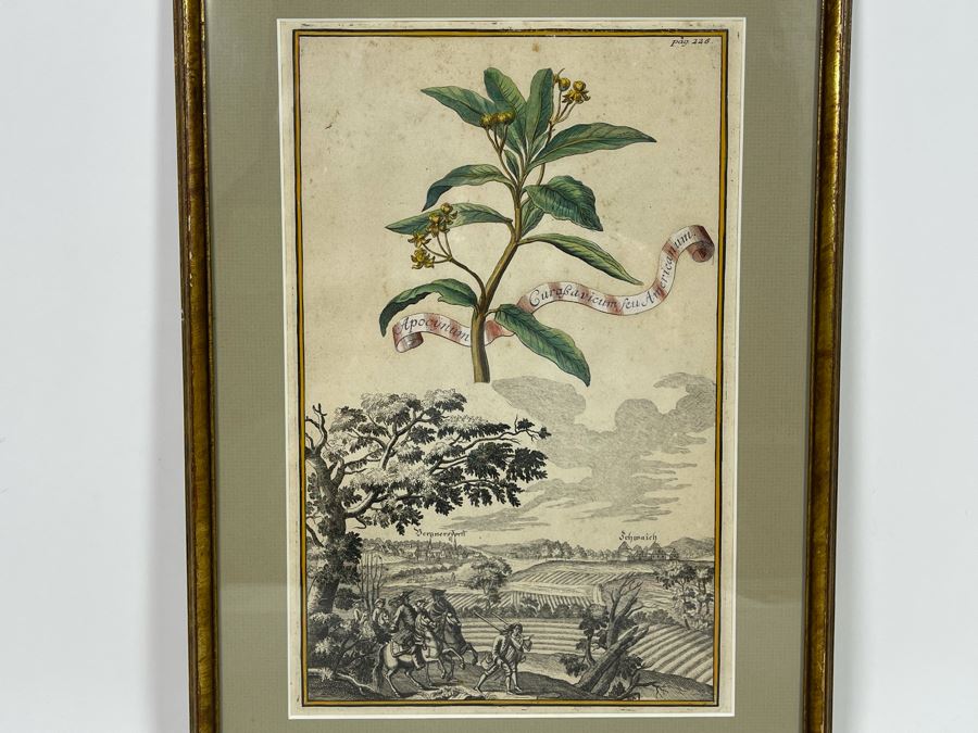 Antique Botanical Engraving From Johann Christoph Volckamer Of Indian Hemp 12.5 X 8 Framed [Photo 1]