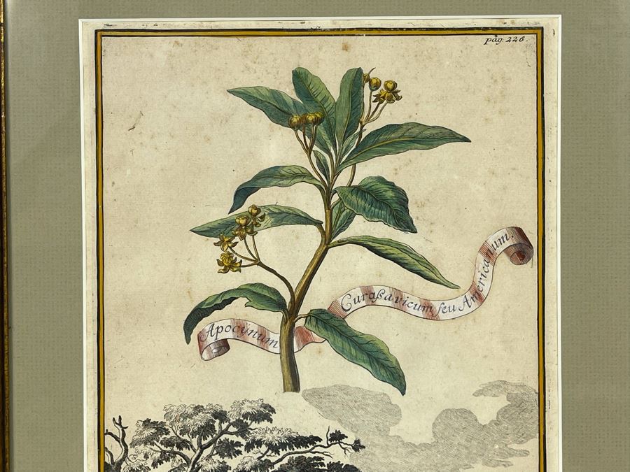 Antique Botanical Engraving From Johann Christoph Volckamer Of Indian Hemp 12.5 X 8 Framed [Photo 3]