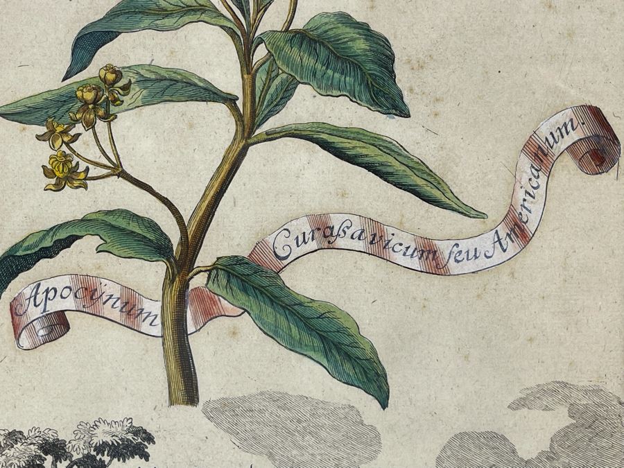 Antique Botanical Engraving From Johann Christoph Volckamer Of Indian Hemp 12.5 X 8 Framed [Photo 6]