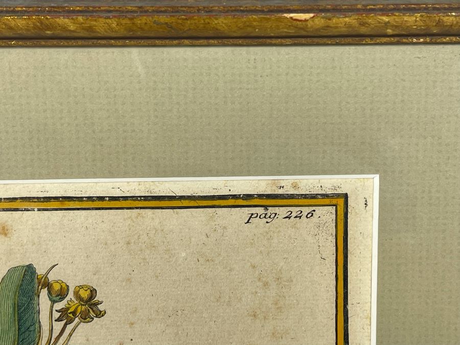 Antique Botanical Engraving From Johann Christoph Volckamer Of Indian Hemp 12.5 X 8 Framed [Photo 4]