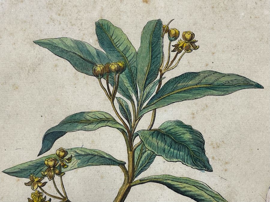 Antique Botanical Engraving From Johann Christoph Volckamer Of Indian Hemp 12.5 X 8 Framed [Photo 5]