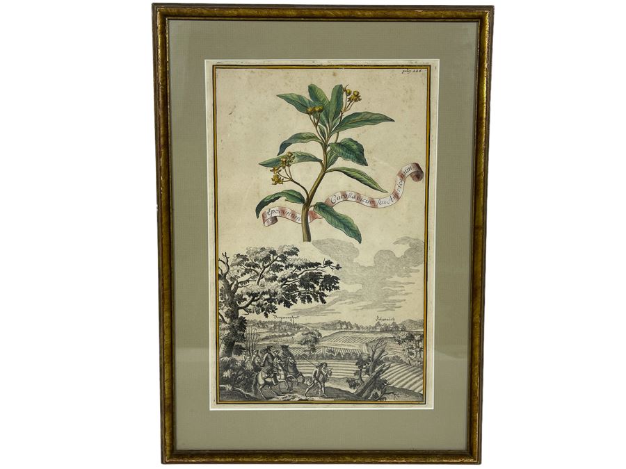 Antique Botanical Engraving From Johann Christoph Volckamer Of Indian Hemp 12.5 X 8 Framed [Photo 2]