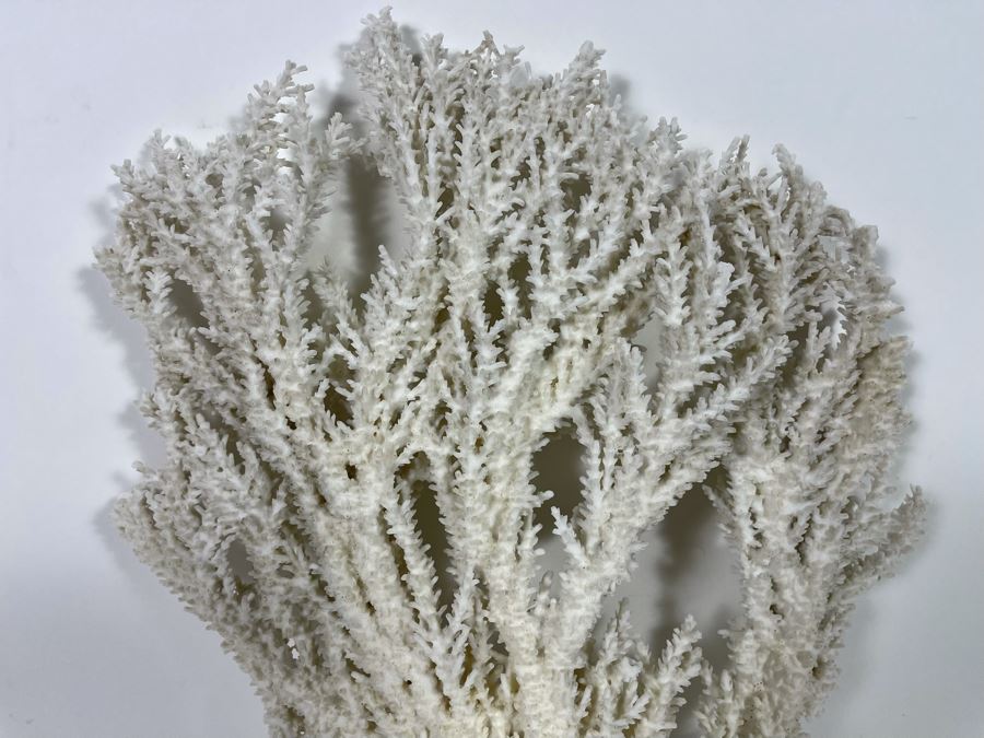 Large Piece Of White Organic Coral 19.5H X 12.5W [Photo 4]