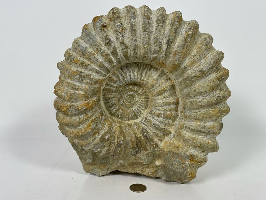 Large Ammonite Acanthoceras Fossil 10W X 10H X 7D  [Photo 10]