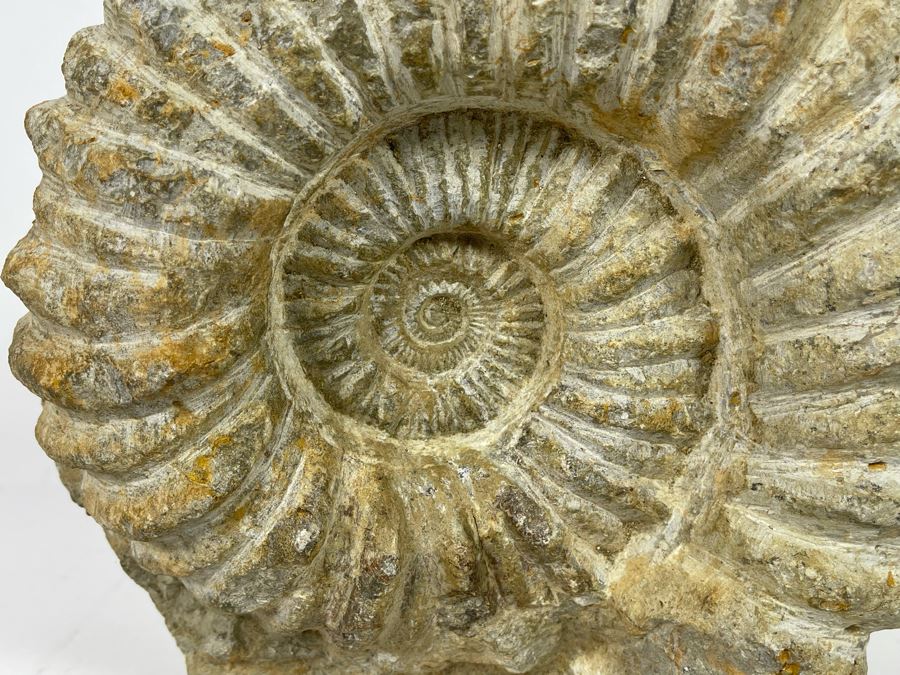 Large Ammonite Acanthoceras Fossil 10W X 10H X 7D