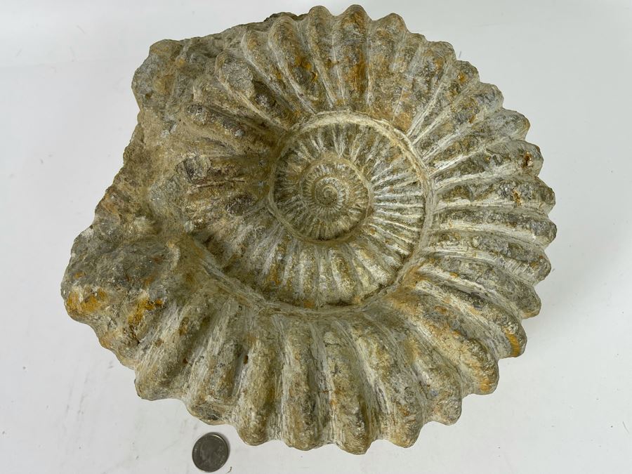 Large Ammonite Acanthoceras Fossil 10W X 10H X 7D  [Photo 2]