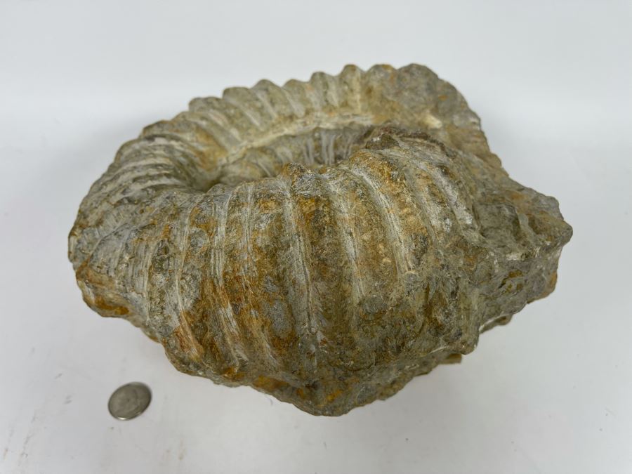 Large Ammonite Acanthoceras Fossil 10W X 10H X 7D  [Photo 9]