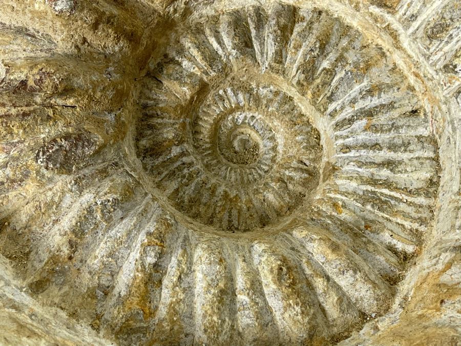 Large Ammonite Acanthoceras Fossil 10W X 10H X 7D