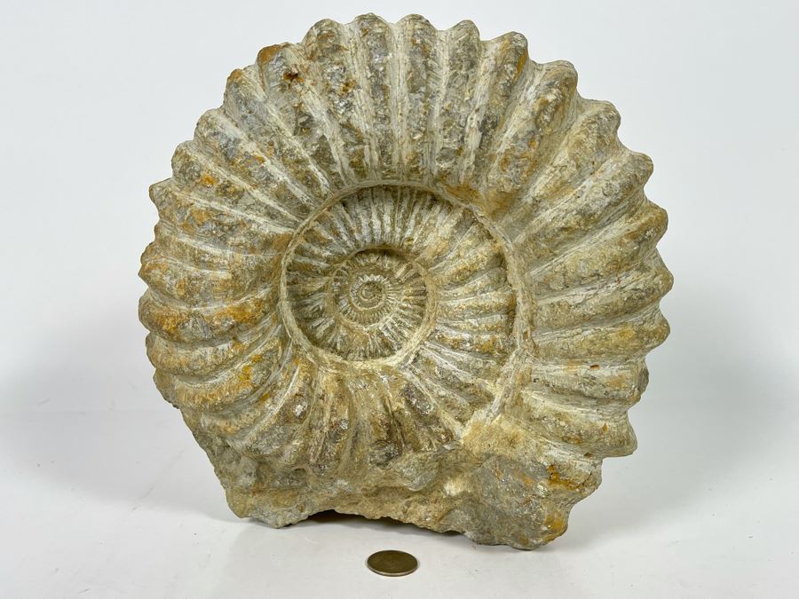 Large Ammonite Acanthoceras Fossil 10W X 10H X 7D  [Photo 11]
