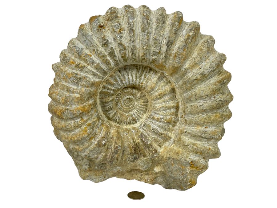 Large Ammonite Acanthoceras Fossil 10W X 10H X 7D 