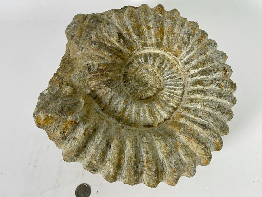 Large Ammonite Acanthoceras Fossil 10W X 10H X 7D  [Photo 4]