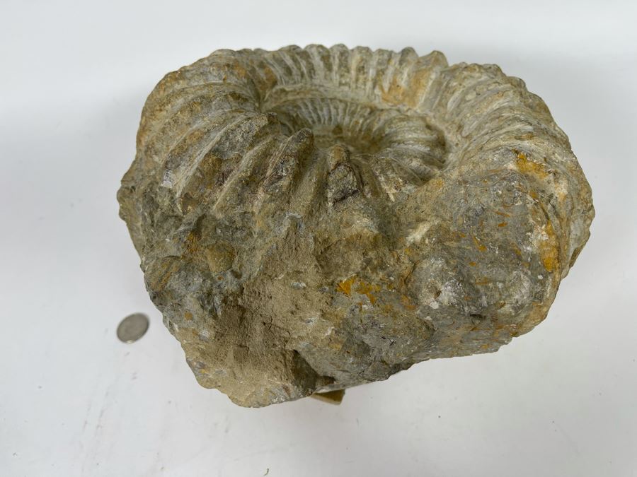 Large Ammonite Acanthoceras Fossil 10W X 10H X 7D  [Photo 8]