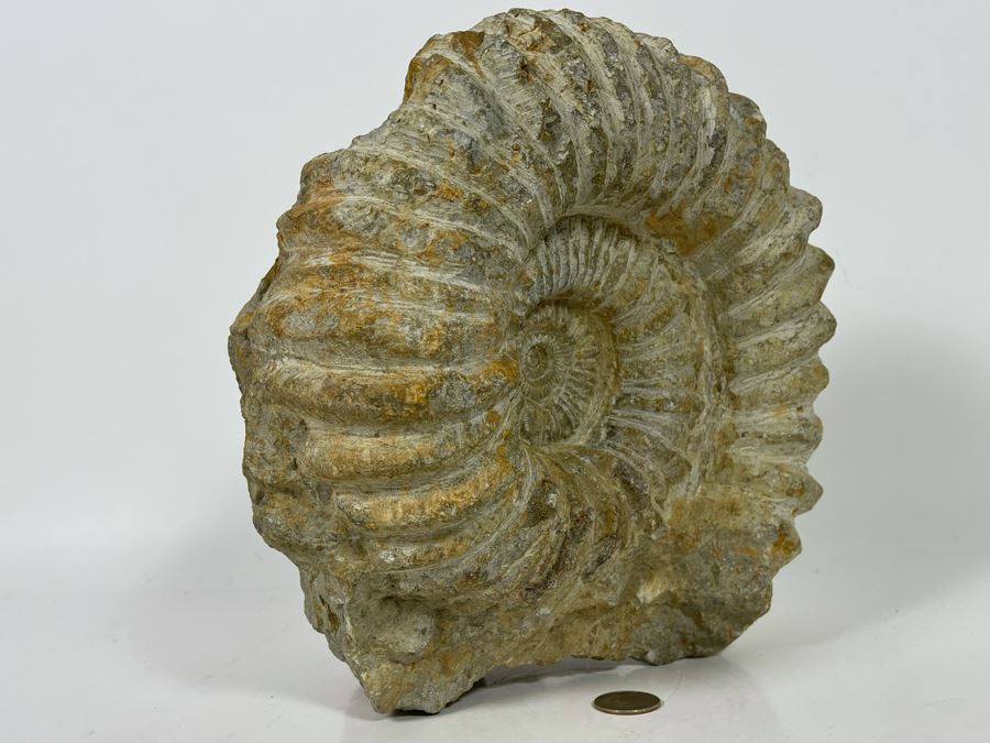 Large Ammonite Acanthoceras Fossil 10W X 10H X 7D  [Photo 14]