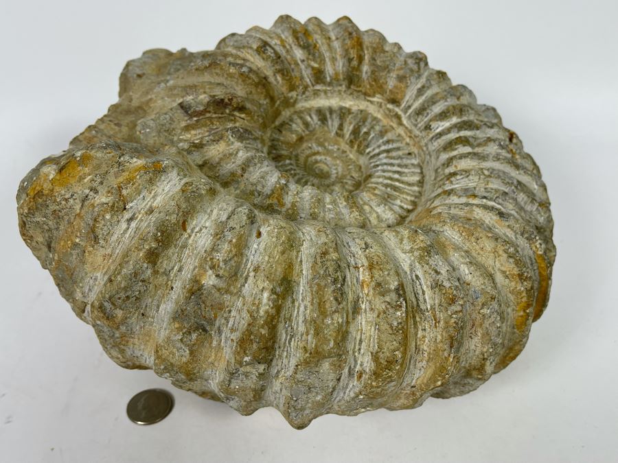 Large Ammonite Acanthoceras Fossil 10W X 10H X 7D  [Photo 6]