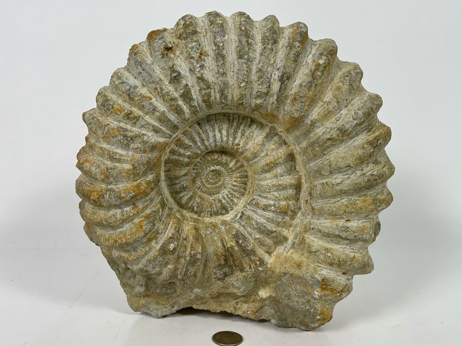 Large Ammonite Acanthoceras Fossil 10W X 10H X 7D  [Photo 13]