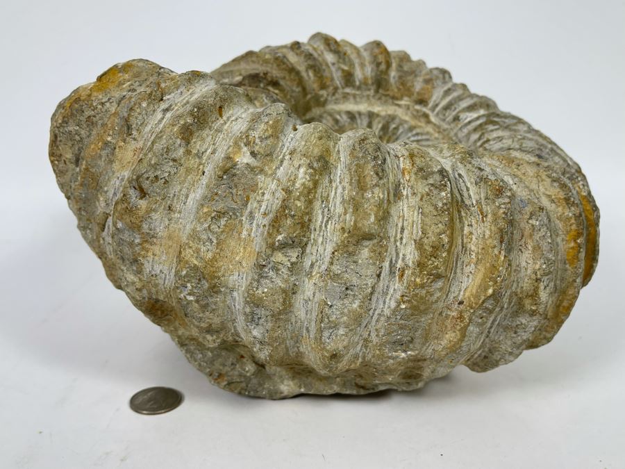 Large Ammonite Acanthoceras Fossil 10W X 10H X 7D  [Photo 5]