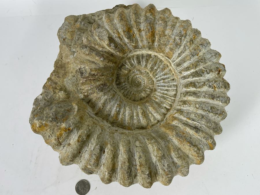 Large Ammonite Acanthoceras Fossil 10W X 10H X 7D  [Photo 3]