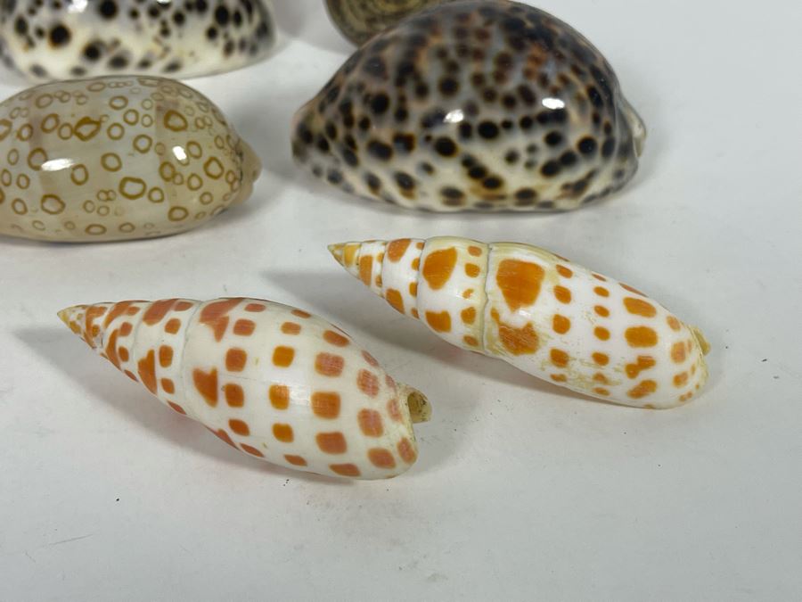 Collection Of Organic Seashells [Photo 14]