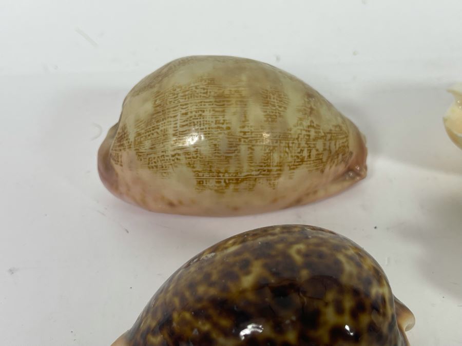 Collection Of Organic Seashells [Photo 11]