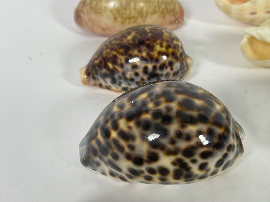 Collection Of Organic Seashells [Photo 10]