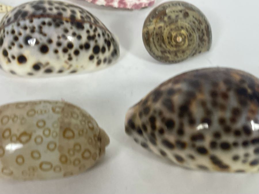 Collection Of Organic Seashells [Photo 18]