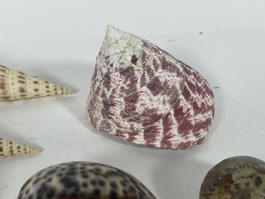 Collection Of Organic Seashells [Photo 17]
