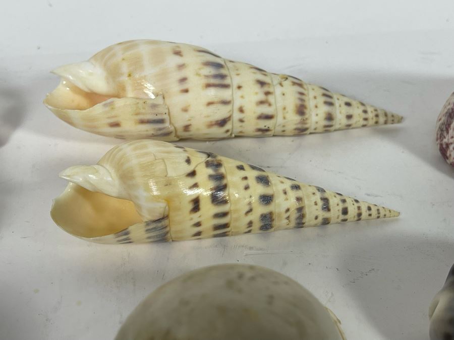 Collection Of Organic Seashells [Photo 12]