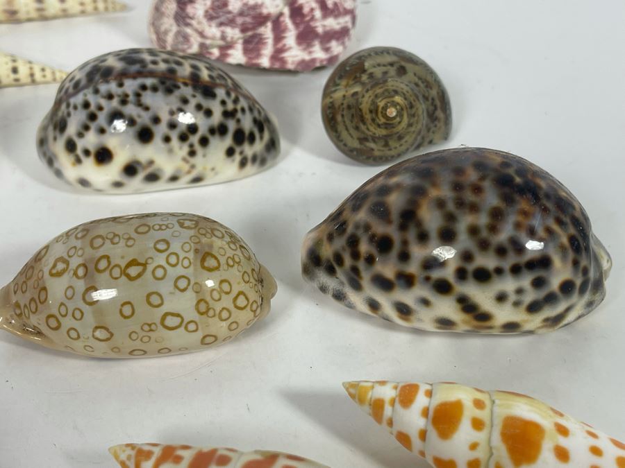 Collection Of Organic Seashells [Photo 15]