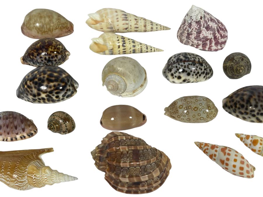 Collection Of Organic Seashells [Photo 1]
