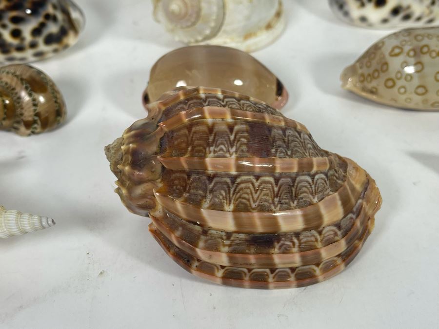 Collection Of Organic Seashells [Photo 7]