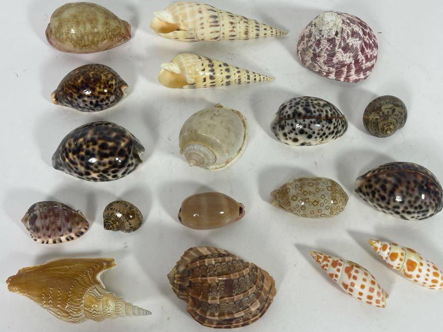 Collection Of Organic Seashells