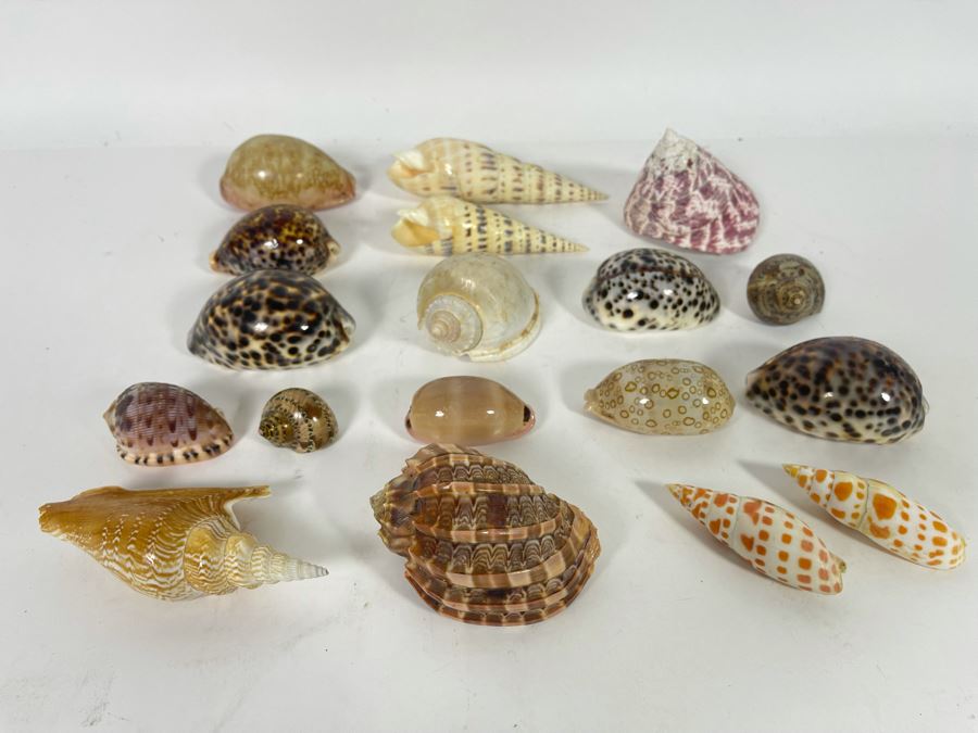 Collection Of Organic Seashells [Photo 5]