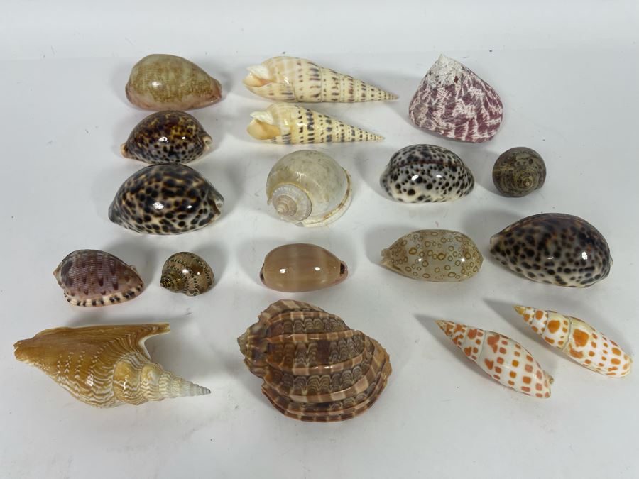 Collection Of Organic Seashells