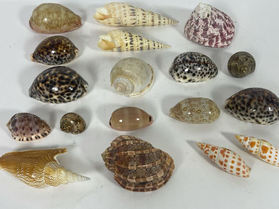 Collection Of Organic Seashells [Photo 3]