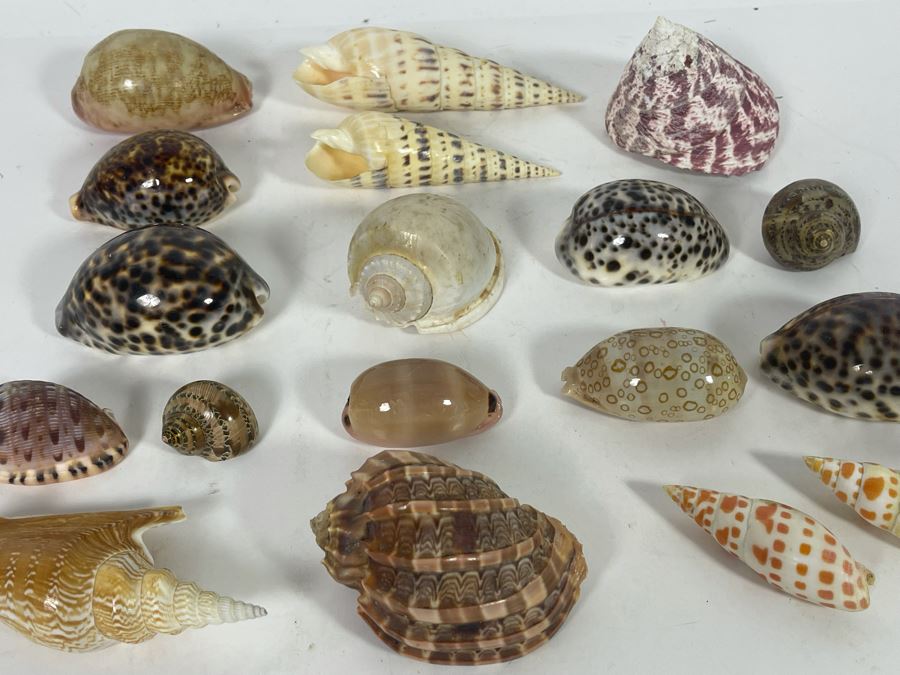 Collection Of Organic Seashells