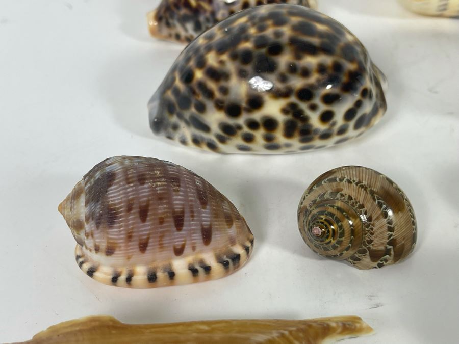 Collection Of Organic Seashells [Photo 9]